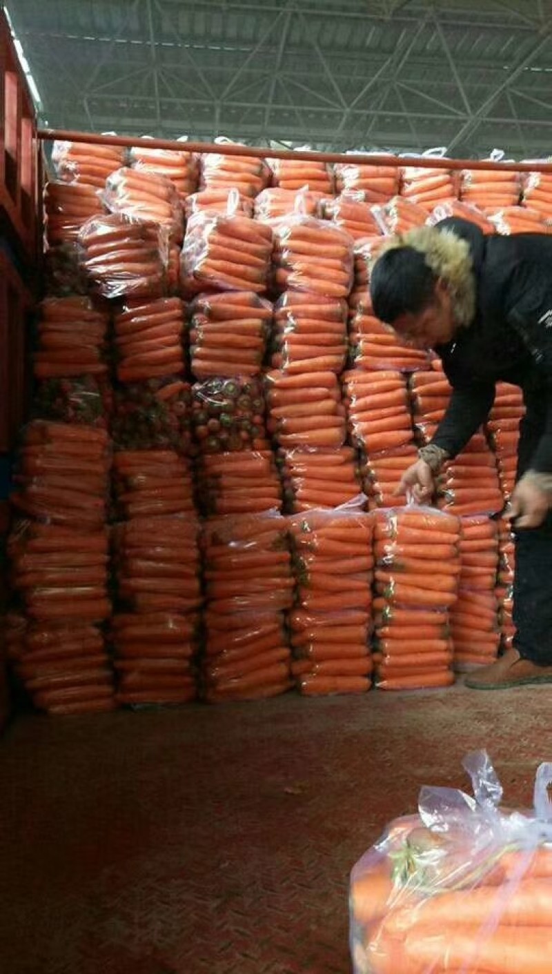 河北永年精品胡萝卜大量供应中，可供大型批发市场和超市
