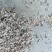 新疆石河子昌吉奎屯棉籽壳棉渣玉米芯麸皮棉粕棉仁棉籽