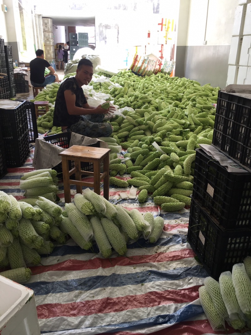 绿珍珠苦瓜白珍珠苦瓜已经大量上市诚信合作量大从优。