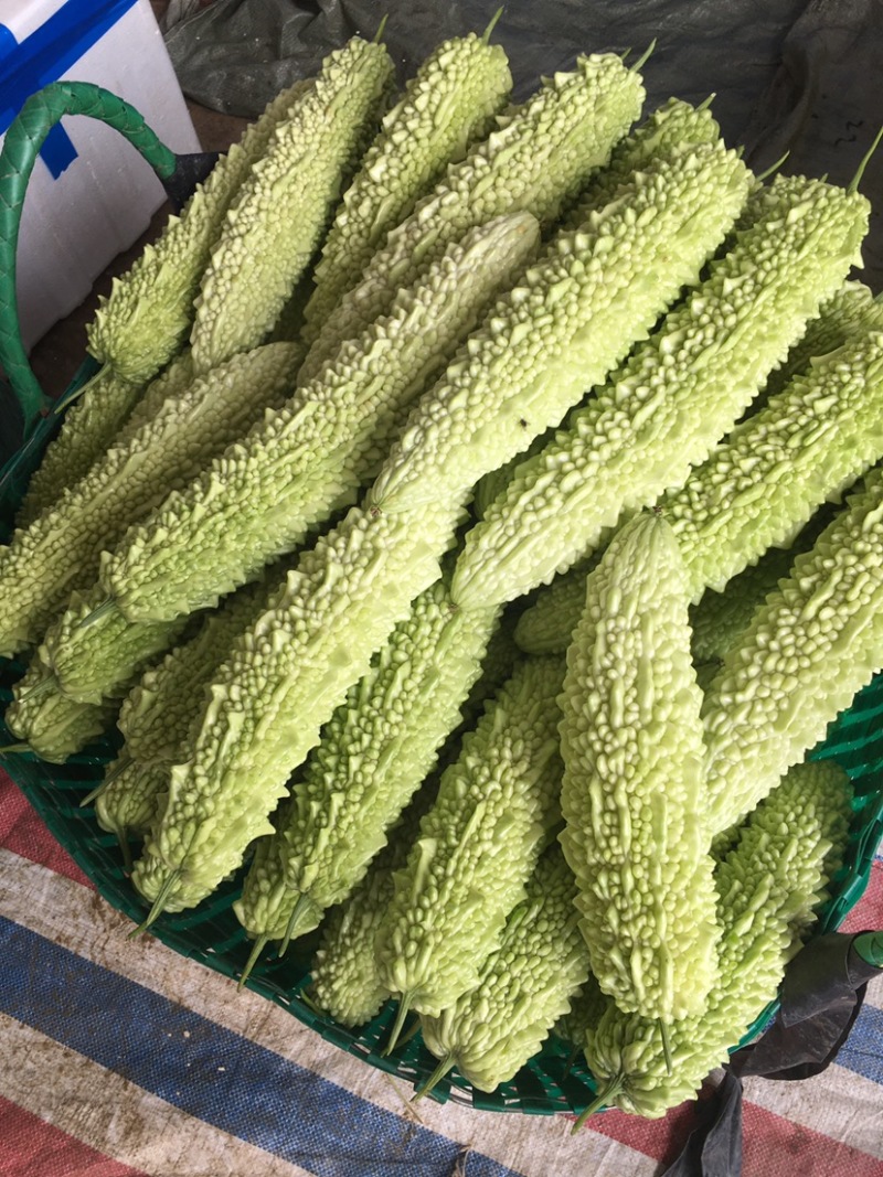 绿珍珠苦瓜白珍珠苦瓜已经大量上市诚信合作量大从优。