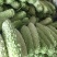 绿珍珠苦瓜白珍珠苦瓜已经大量上市诚信合作量大从优。