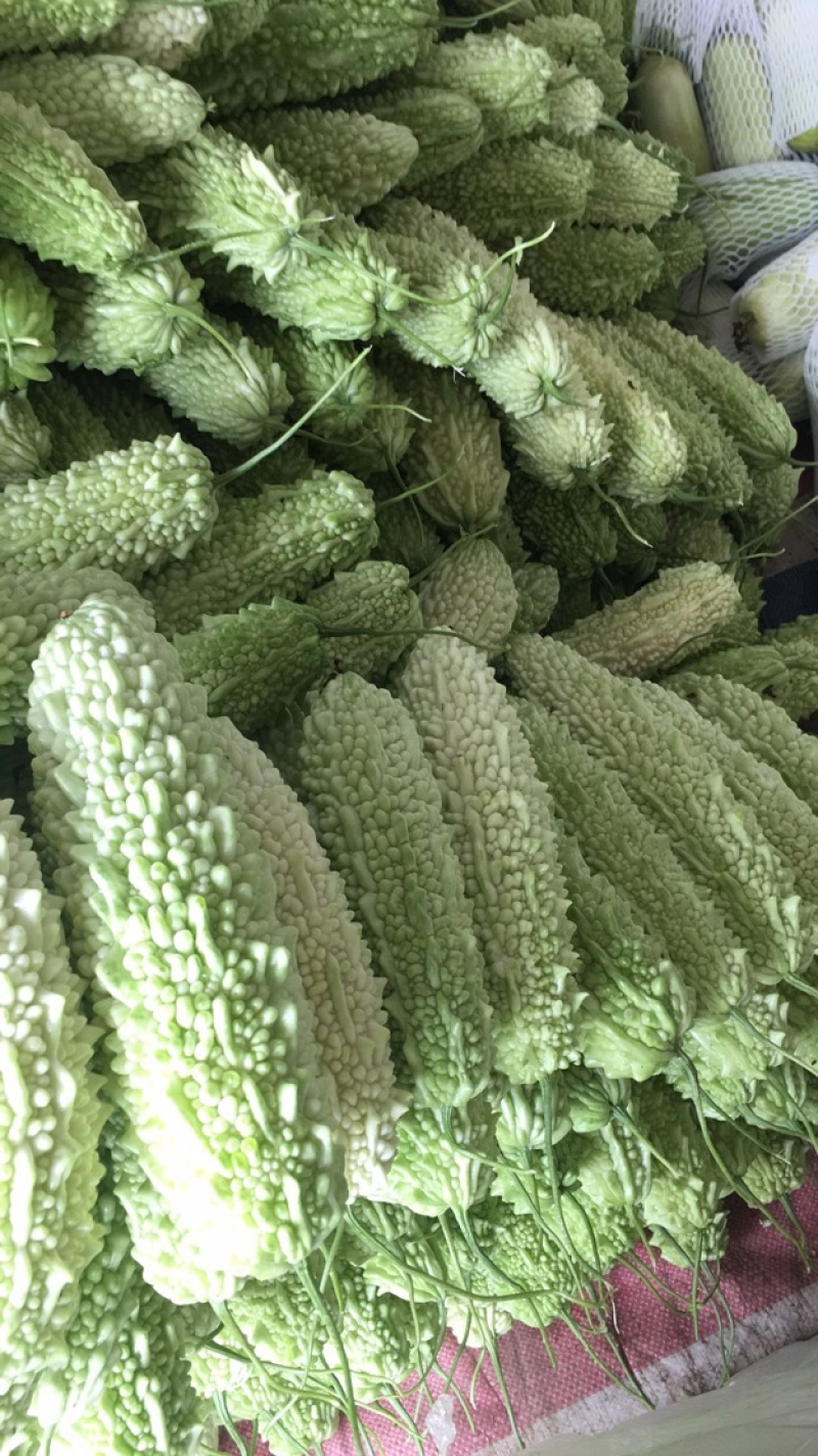 绿珍珠苦瓜白珍珠苦瓜已经大量上市诚信合作量大从优。