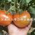 江南红二号精品果，红果大番茄，抗病强，产量高，硬度好