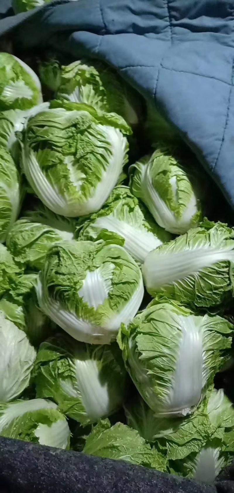 河北永年精品大白菜大量供应中，可供大型批发市场
