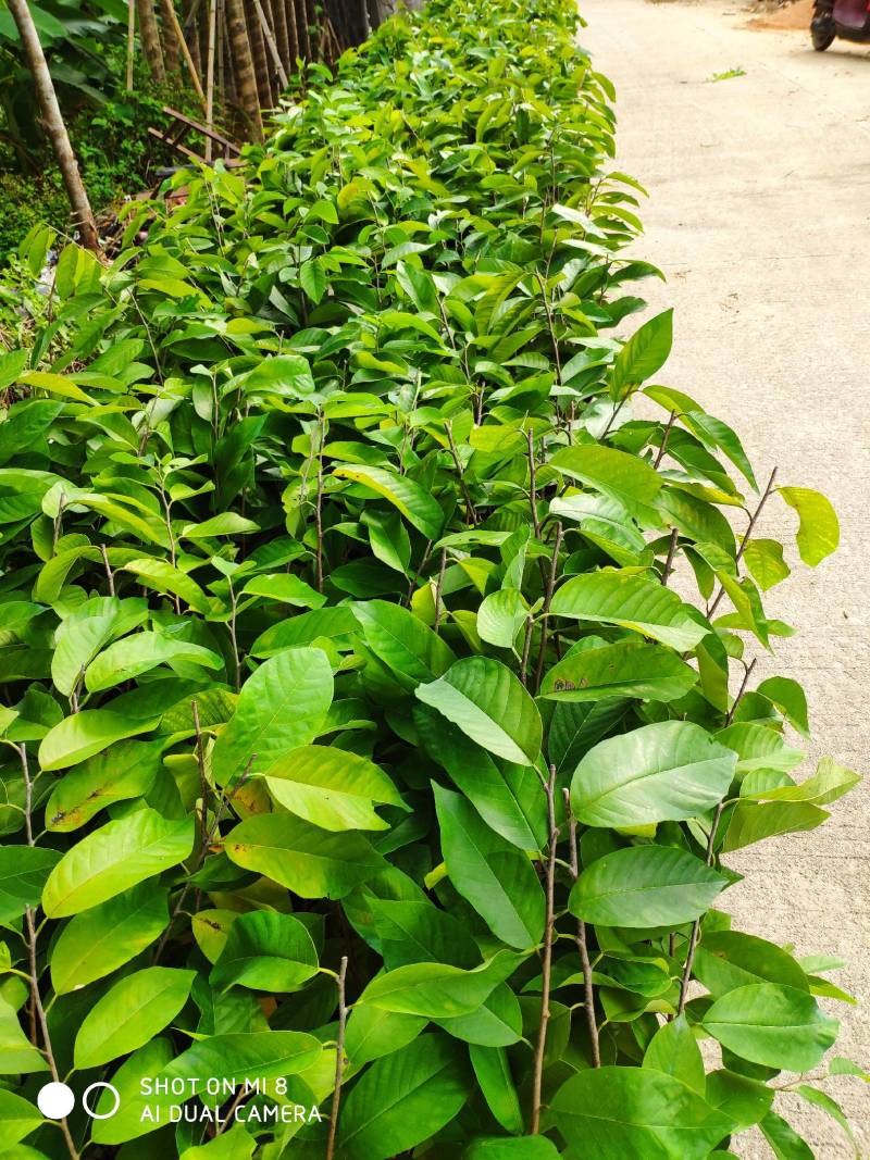 嫁接释迦果苗中杯苗释迦果树苗释迦果苗嫁接苗