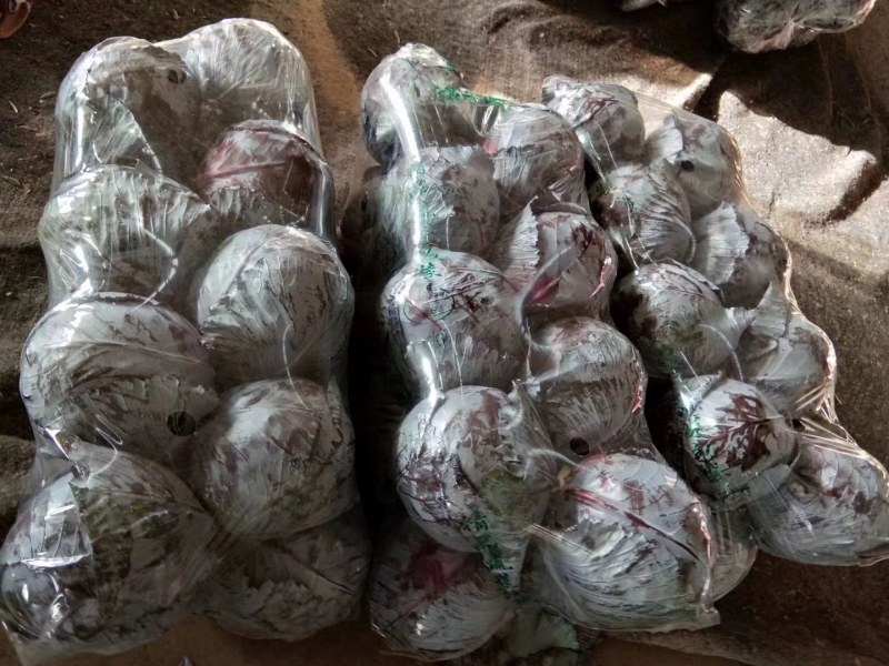 河北永年精品紫甘蓝大量供应中，可供大型批发市场