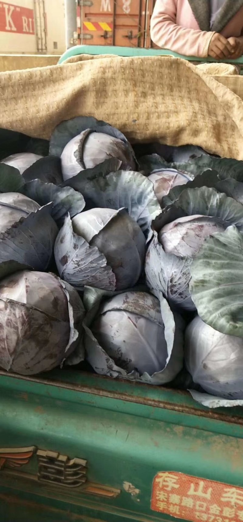 河北永年精品紫甘蓝大量供应中，可供大型批发市场