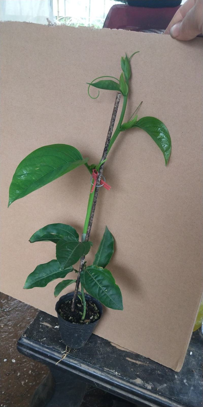 香蜜木瓜百香果苗新品种嫁接苗扦插苗基地直销南方果树批发价