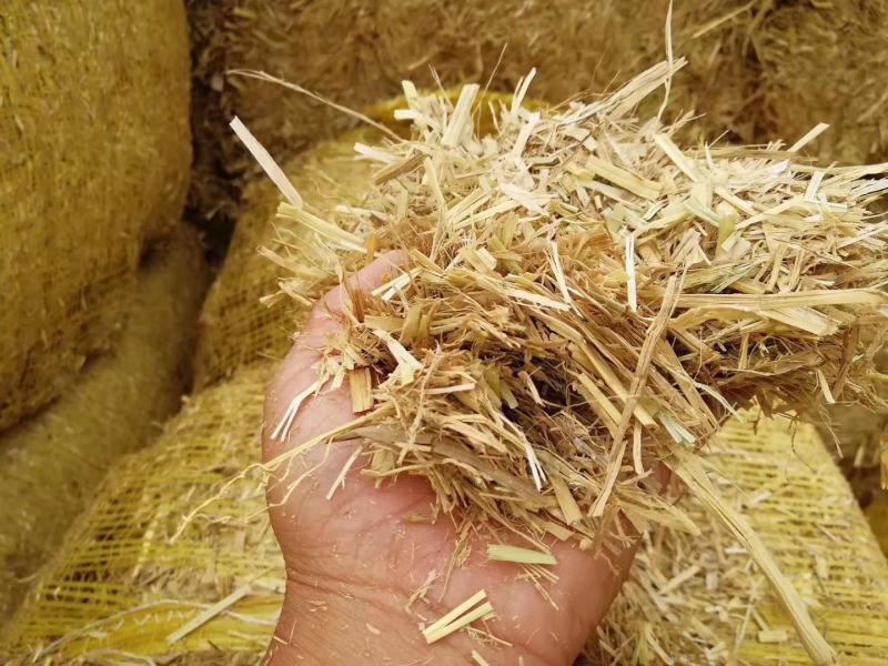 新疆库尔勒阿克苏棉籽壳棉渣玉米芯棉仁棉籽棉粕棉饼