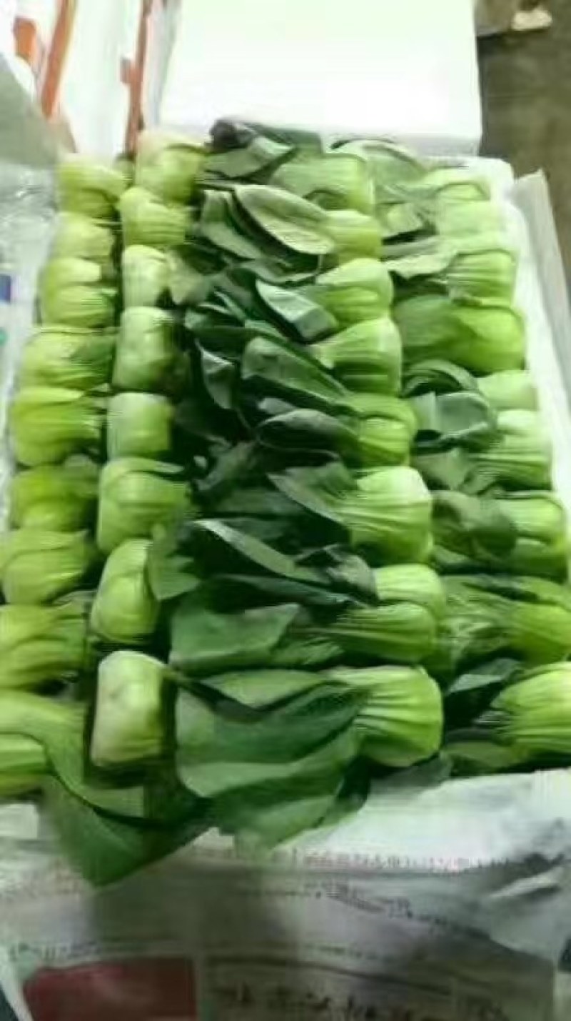 河北永年精品上海青大量供应中，可供大型批发市场和超市