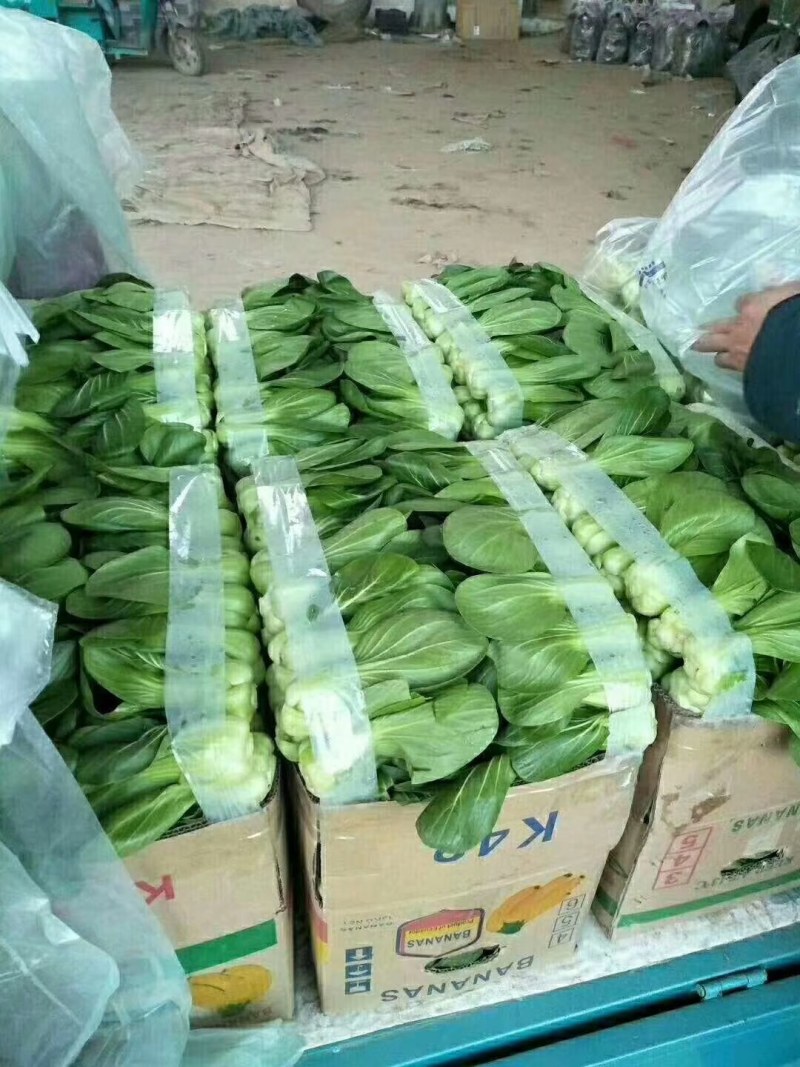 河北永年精品上海青大量供应中，可供大型批发市场和超市