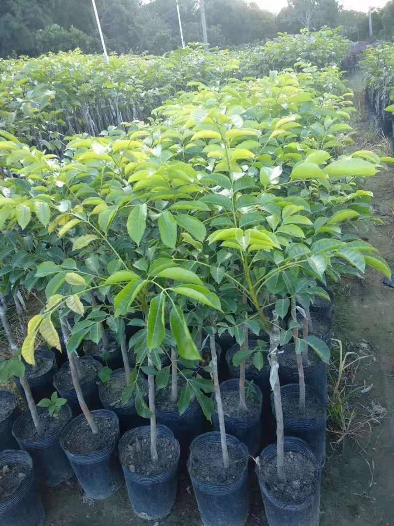 中杯直生苗黑榄苗欢迎了解