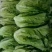 河北永年精品意大利生菜大量供应中5两~6两
