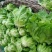 河北永年精品意大利生菜大量供应中5两~6两