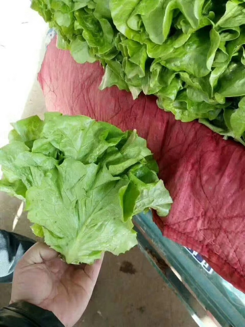 河北永年精品意大利生菜大量供应中5两~6两