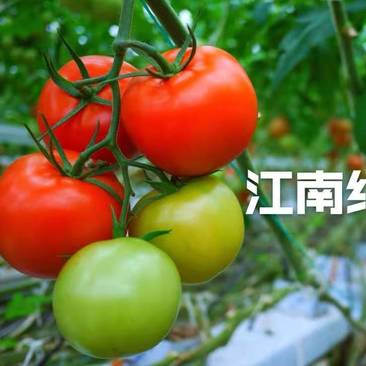 精品大红果番茄种子，大红果西红柿种子，高产抗病耐裂果，硬