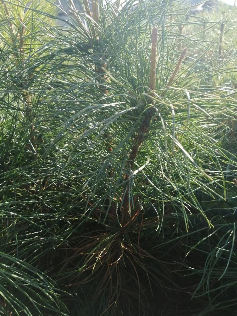 红松一到四年苗各种规格上山造林苗！！！！！