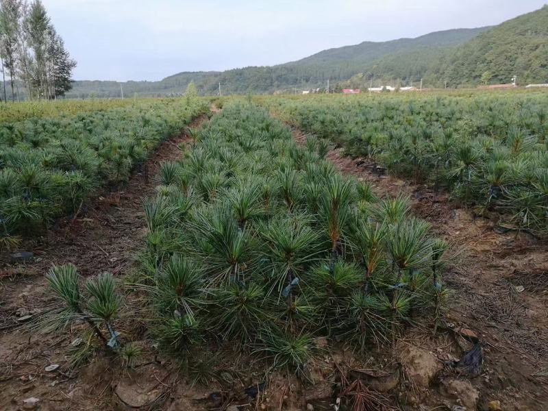 红松一到四年苗各种规格上山造林苗！！！！！