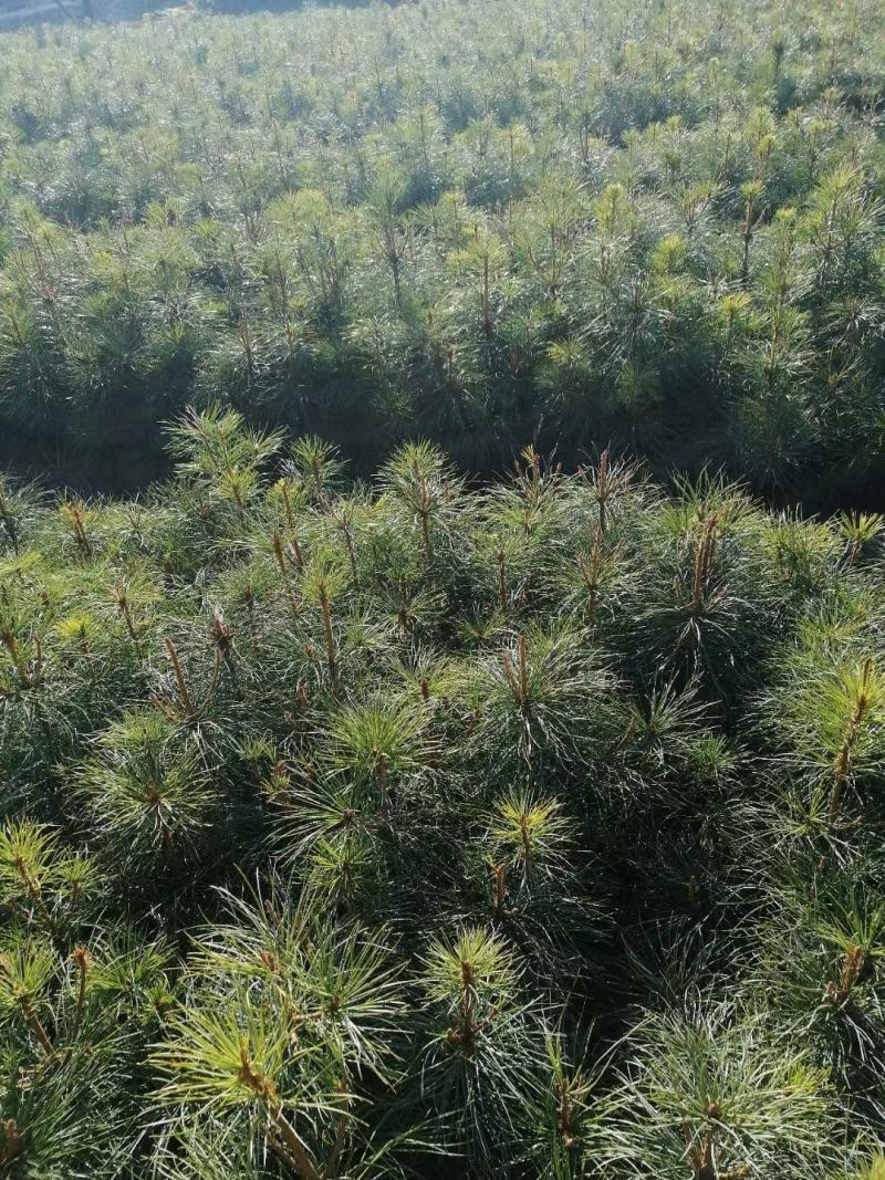 红松一到四年苗各种规格上山造林苗！！！！！