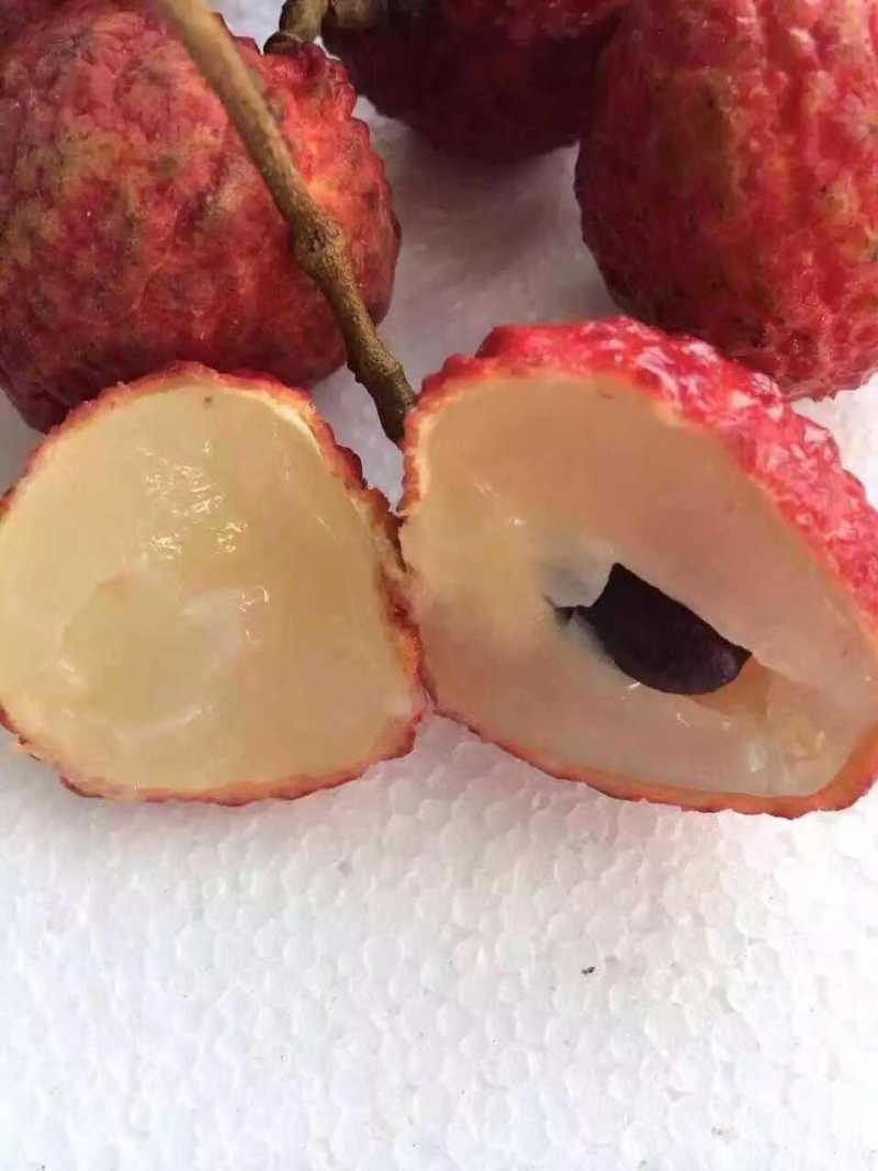 荔枝树苗仙进奉荔枝观音绿荔枝挂绿冰荔正宗嫁接新品种盆地栽