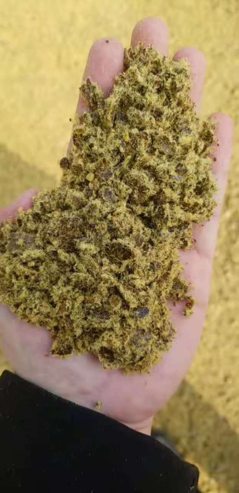 新疆喀什岳普湖麦盖提棉籽壳棉渣玉米芯棉饼棉粕棉仁棉籽