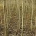 水曲柳各种规格苗！！！！！！！！！！！！！