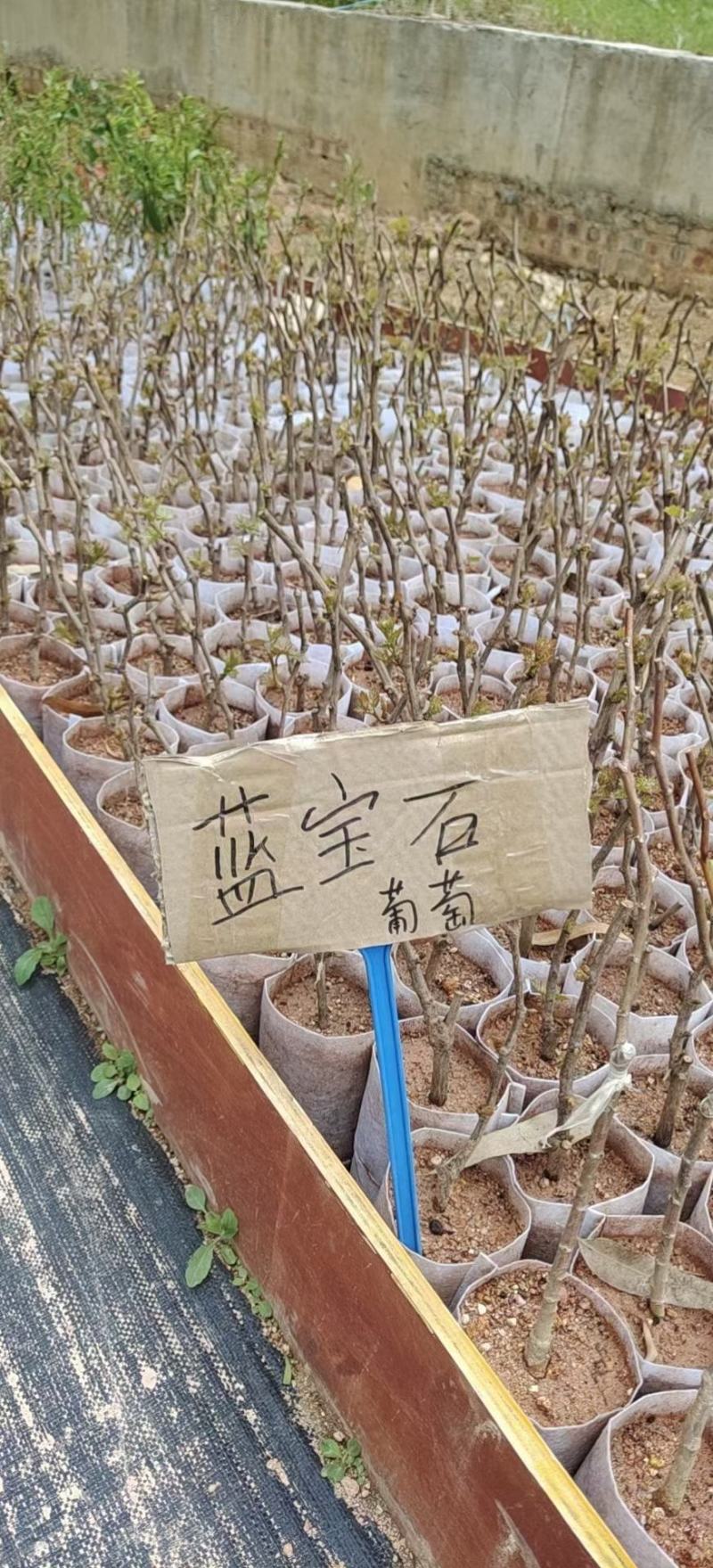 蓝宝石葡萄苗，果子无核蜜甜好吃，嫁接苗，包正品营养杯苗