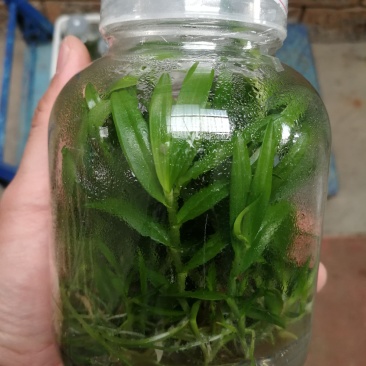 铁皮石斛种苗，支持长期定做各品种组培苗驯化苗。