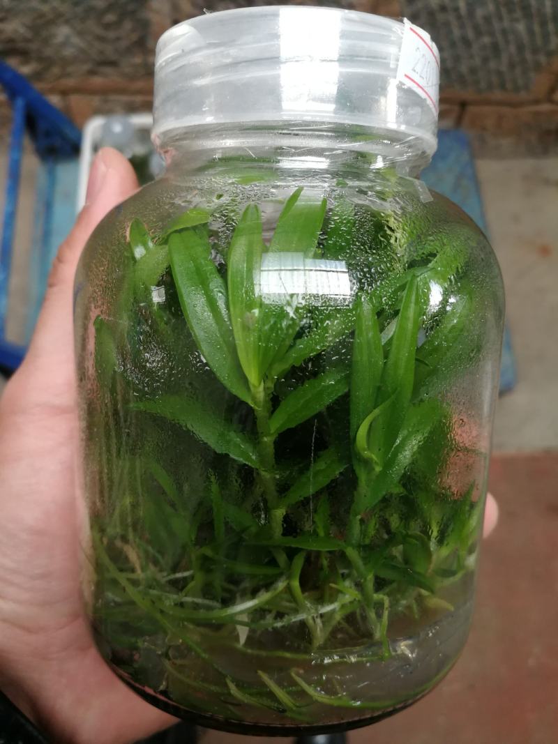 铁皮石斛种苗，支持长期定做各品种组培苗驯化苗。