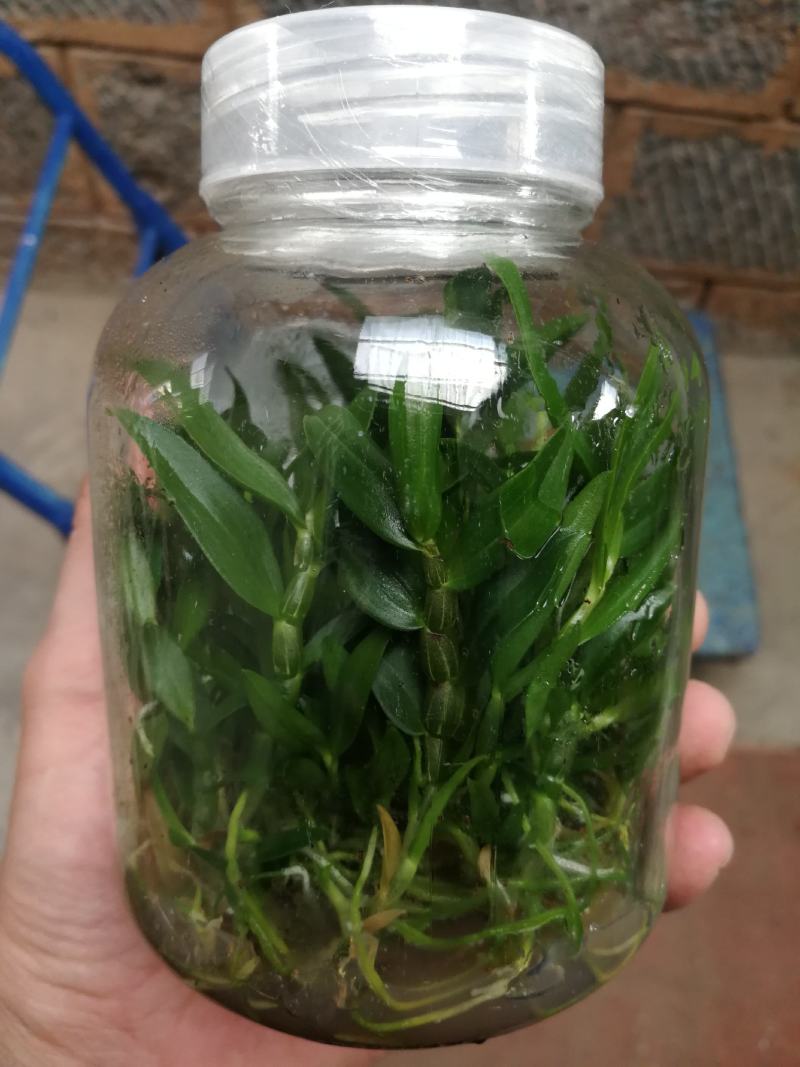 铁皮石斛种苗，支持长期定做各品种组培苗驯化苗。