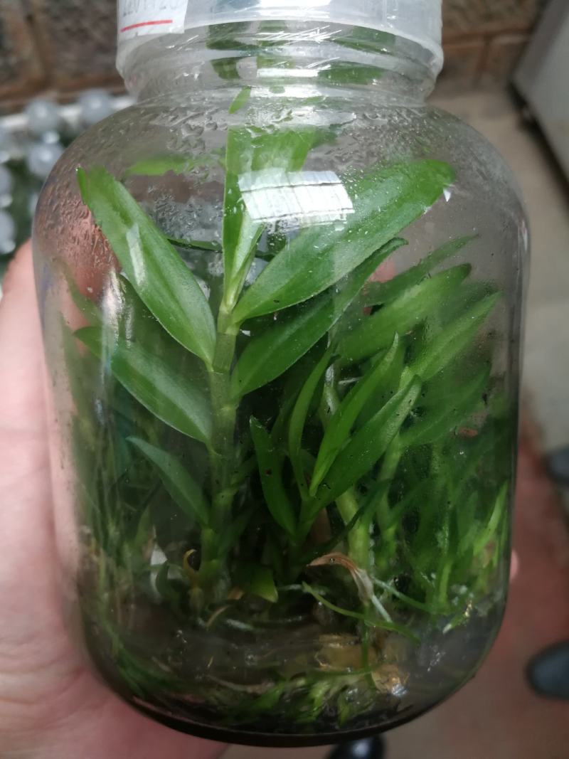 铁皮石斛种苗，支持长期定做各品种组培苗驯化苗。
