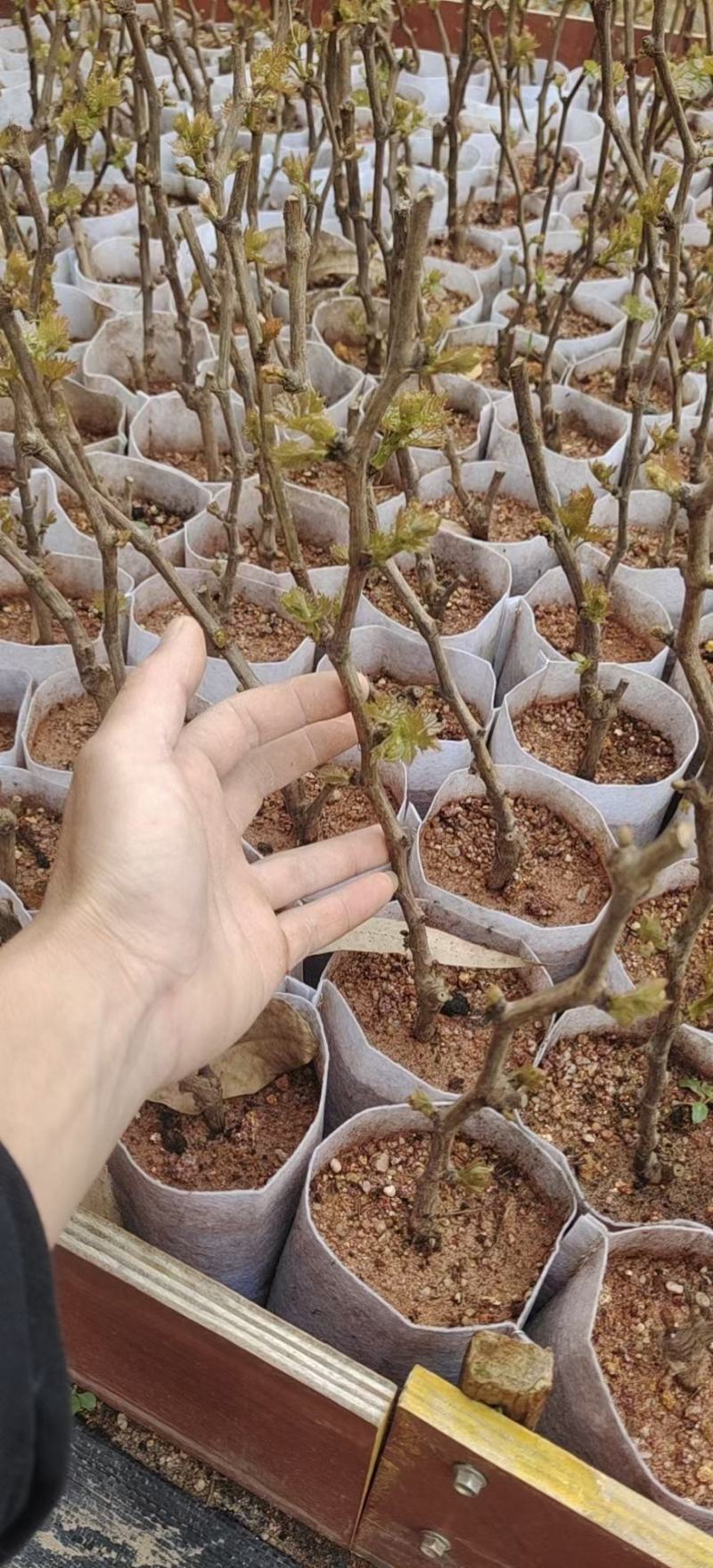 蓝宝石葡萄苗，果子无核蜜甜好吃，嫁接苗，包正品营养杯苗