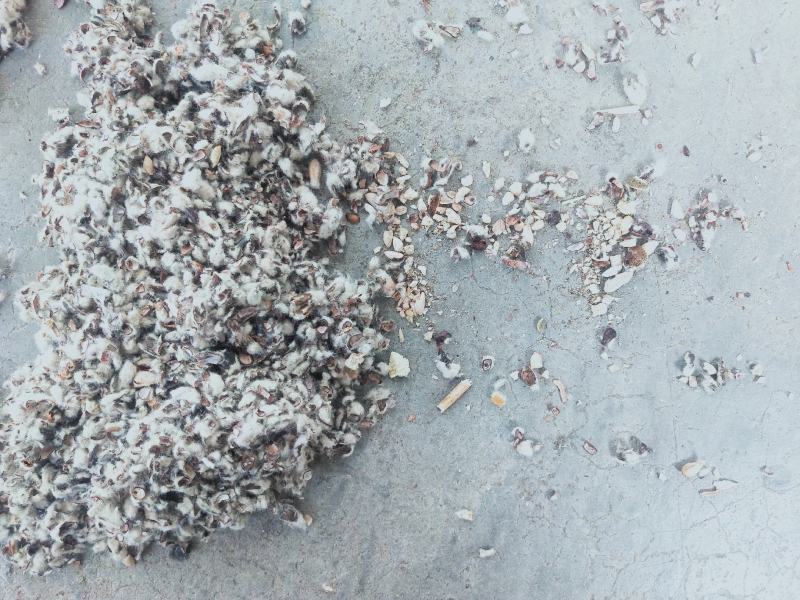 新疆塔城伊犁阿勒泰棉籽壳棉渣玉米芯棉粕棉仁棉籽棉饼