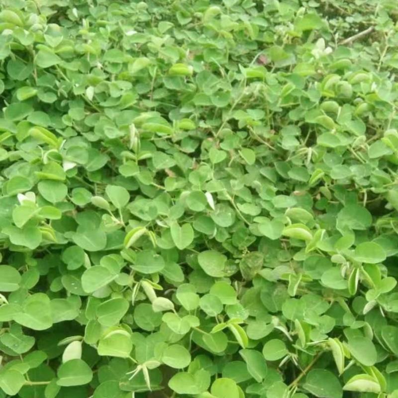 欢迎中药金钱草想要就找我欢迎选购