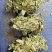 欢迎中药金钱草想要就找我欢迎选购