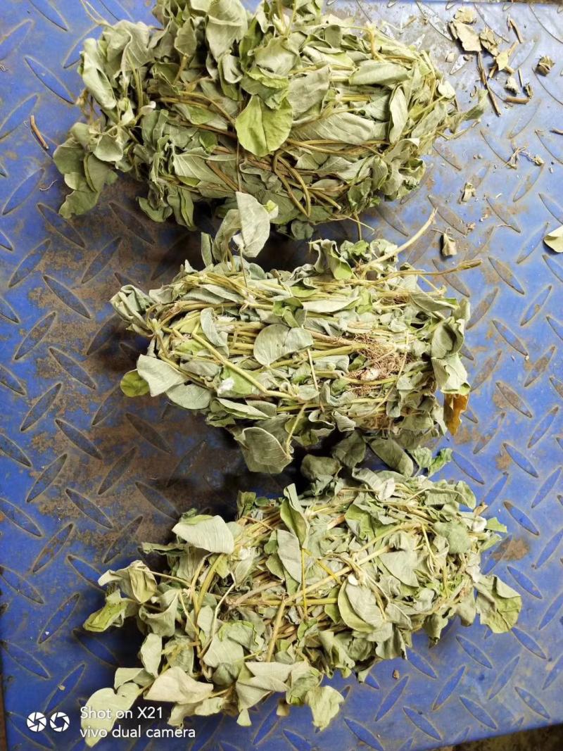 欢迎中药金钱草想要就找我欢迎选购