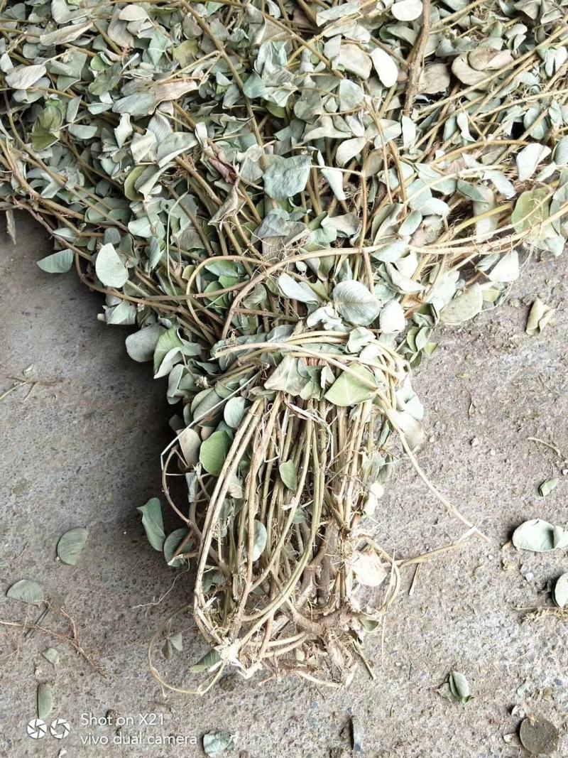 欢迎中药金钱草想要就找我欢迎选购