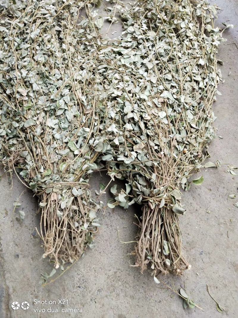 欢迎中药金钱草想要就找我欢迎选购