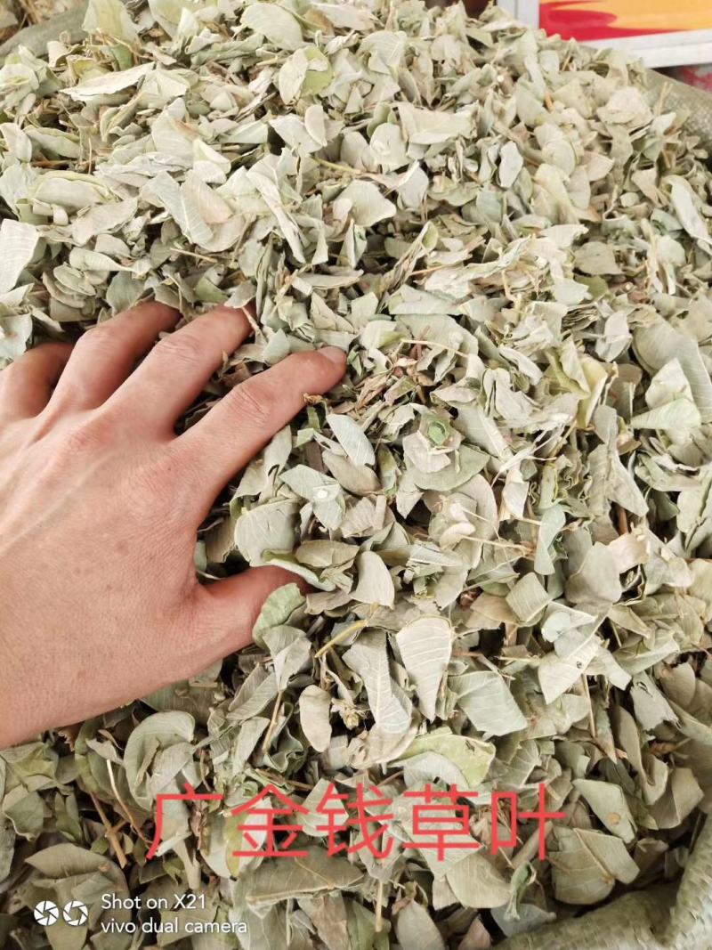 欢迎中药金钱草想要就找我欢迎选购