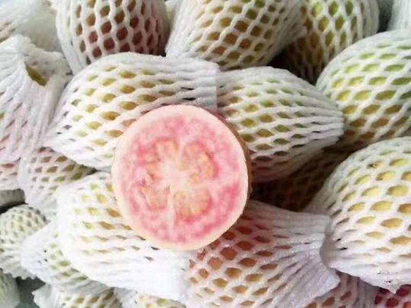 番石榴苗胭脂红番石榴无籽红宝石芭乐红心芭乐南北方种植包邮