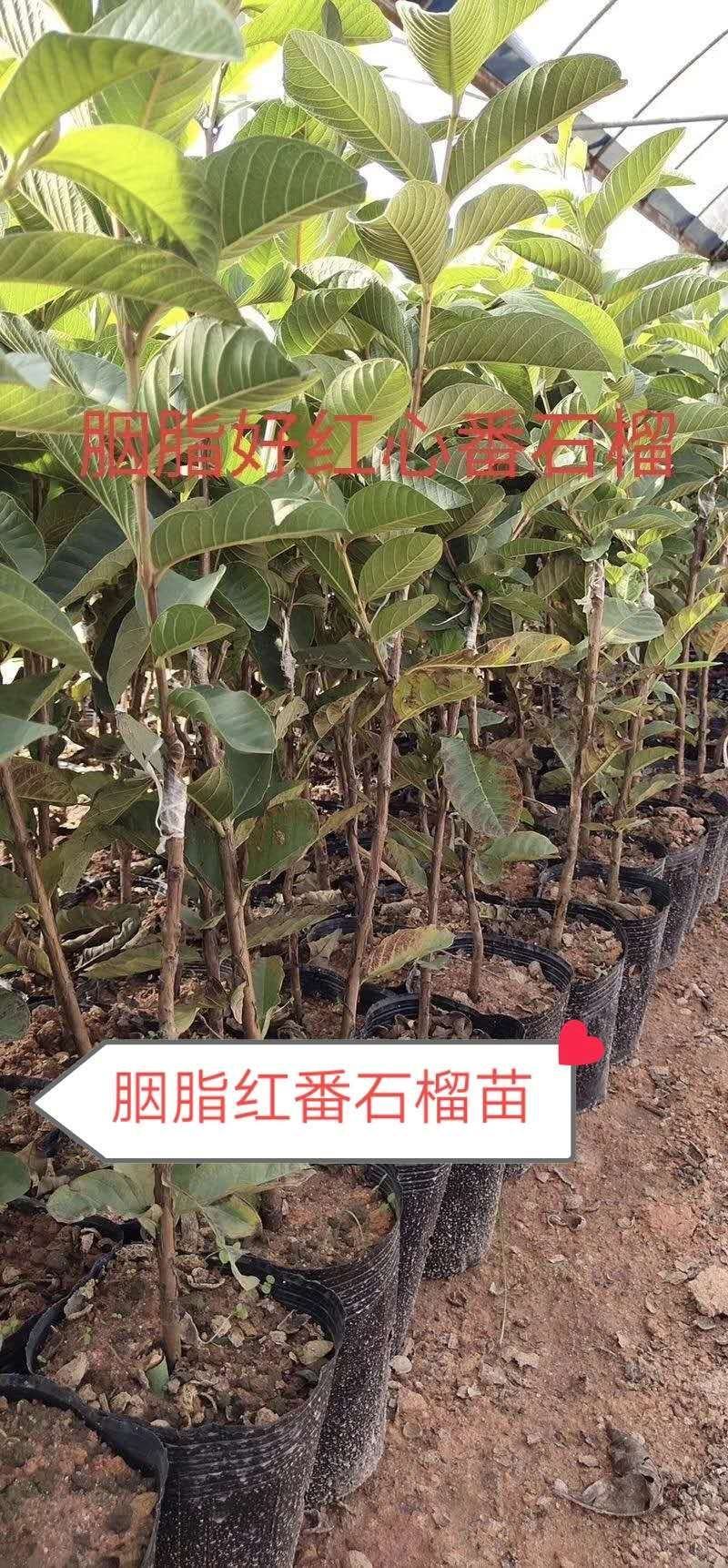番石榴苗胭脂红番石榴无籽红宝石芭乐红心芭乐南北方种植包邮