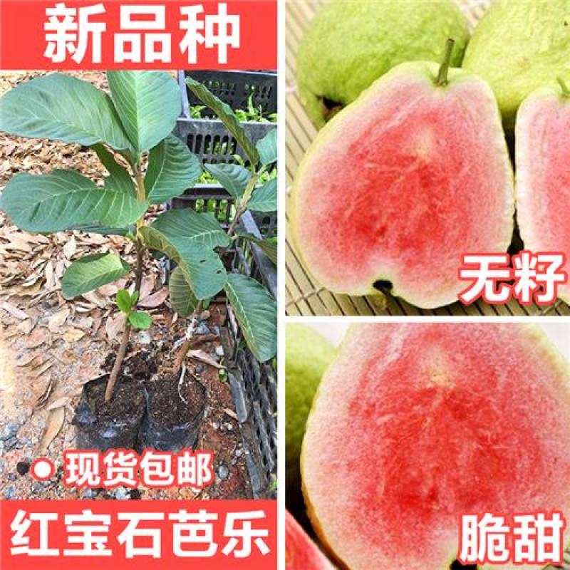 番石榴苗胭脂红番石榴无籽红宝石芭乐红心芭乐南北方种植包邮