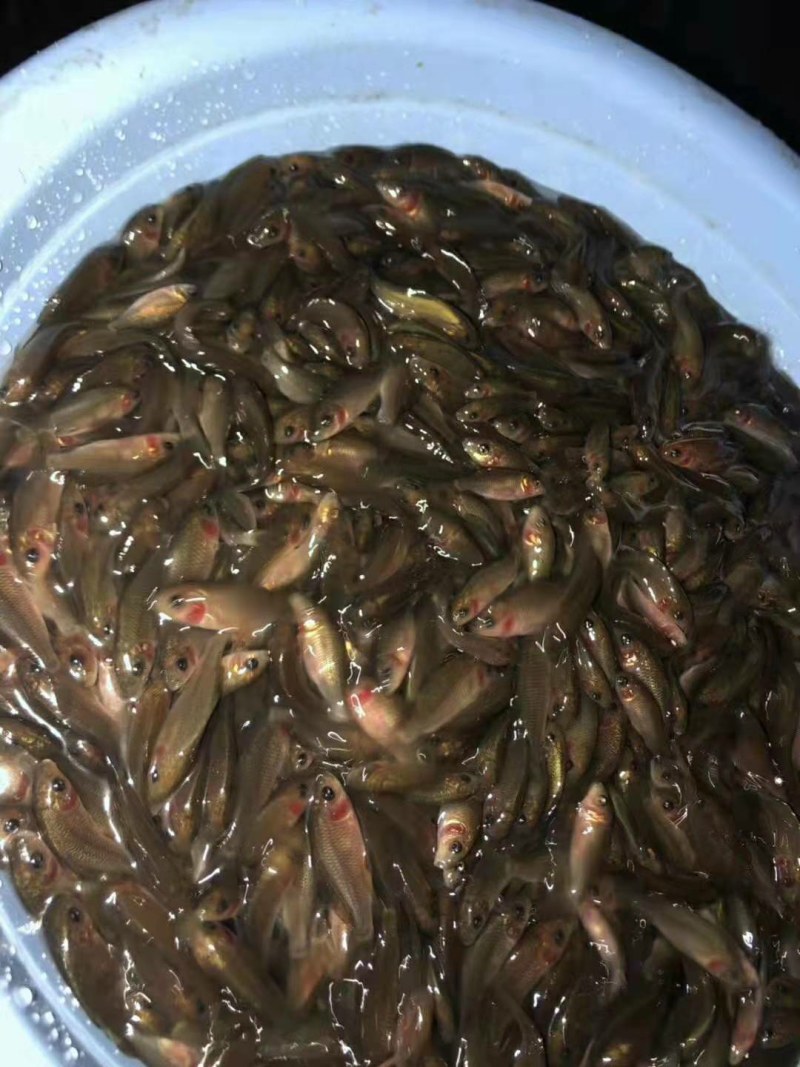 禾花鲤鱼苗，鱼场直供，一手货源，技术跟踪,量大送货上门。