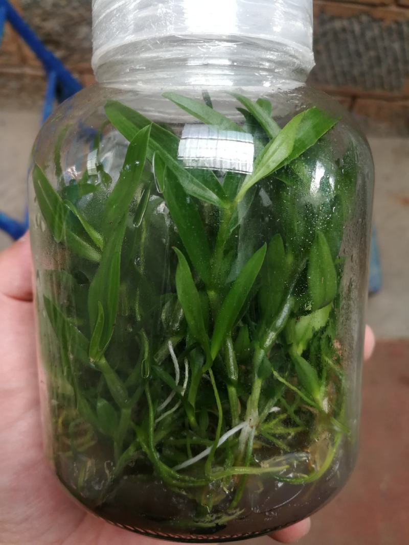 铁皮石斛种苗，支持长期定做各品种组培苗驯化苗。