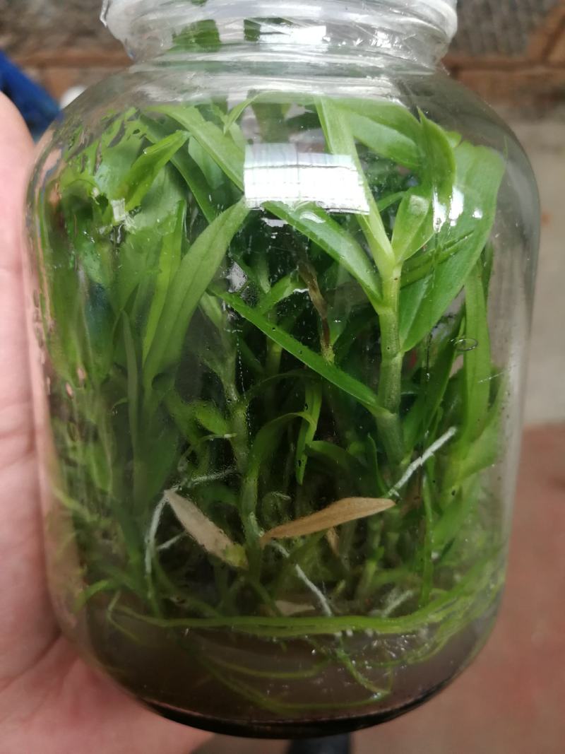 铁皮石斛种苗，支持长期定做各品种组培苗驯化苗。