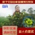 浓香型牡丹栀子花树苗大叶栀子花苗盆栽办公室居家装饰观