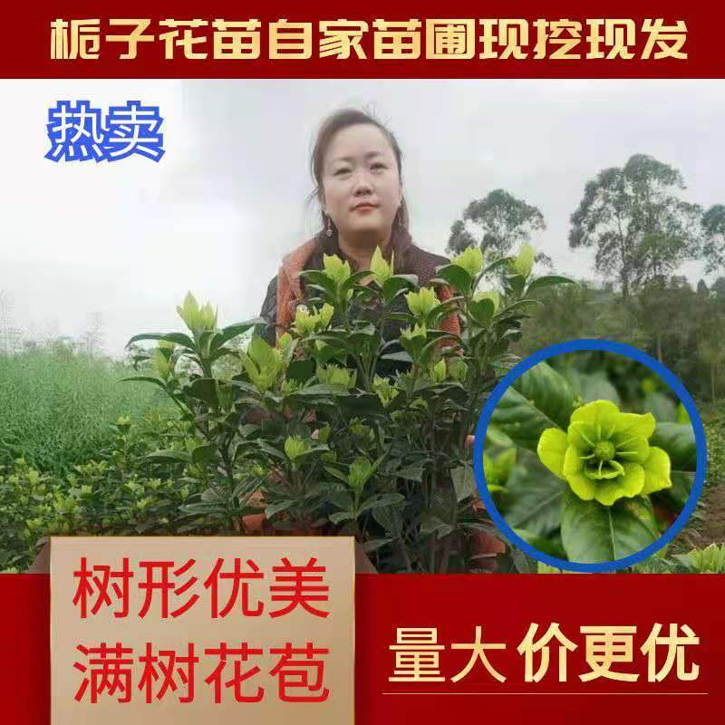 浓香型牡丹栀子花树苗大叶栀子花苗盆栽办公室居家装饰观