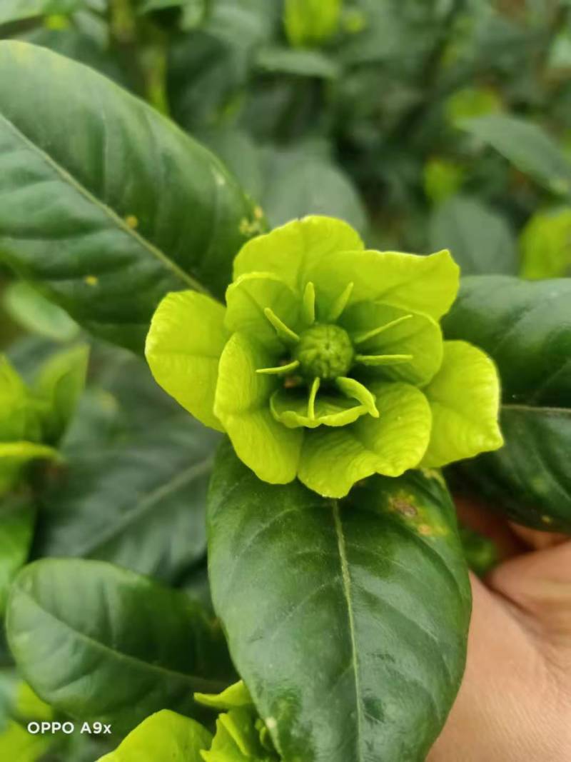 浓香型牡丹栀子花树苗大叶栀子花苗盆栽办公室居家装饰观