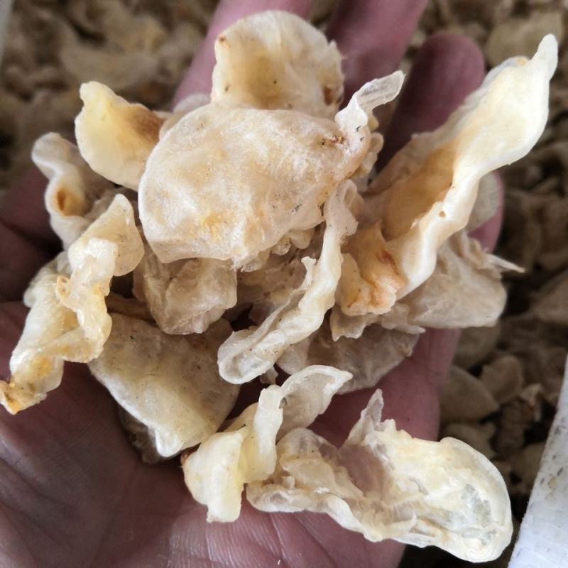 鱼鳔小鱼膘货好量大产地湖南正品不满意可以退换货