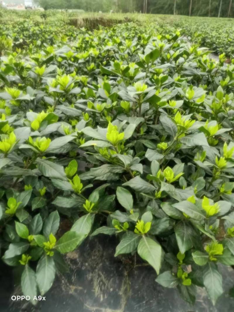 浓香型牡丹栀子花树苗大叶栀子花苗盆栽办公室居家装饰观